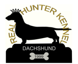Dachshund Filhotes - Real Hunter Kennel