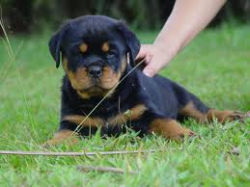 Rottweiler - Canil Universo Animal