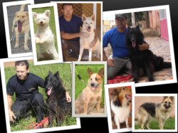 adestrador de cães DF